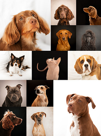 Pet Photoshoots at Pixels and Poses Ilkeston Derbyshire